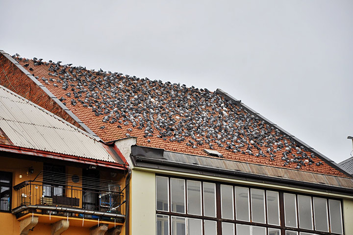 A2B Pest Control are able to install spikes to deter birds from roofs in Bournemouth. 