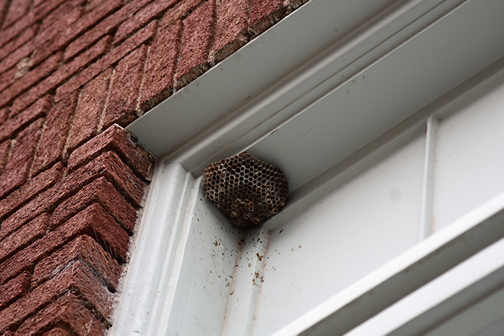 We provide a wasp nest removal service for domestic and commercial properties in Bournemouth.
